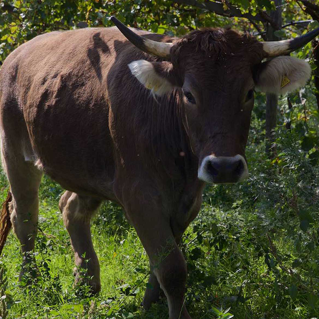 Pinot Noir Tradition Alto Adige DOC 2023 0.75 l