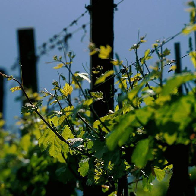 Grüner Veltliner Ried Schlossberg 1 ÖTW BIO 2023 0.75 l