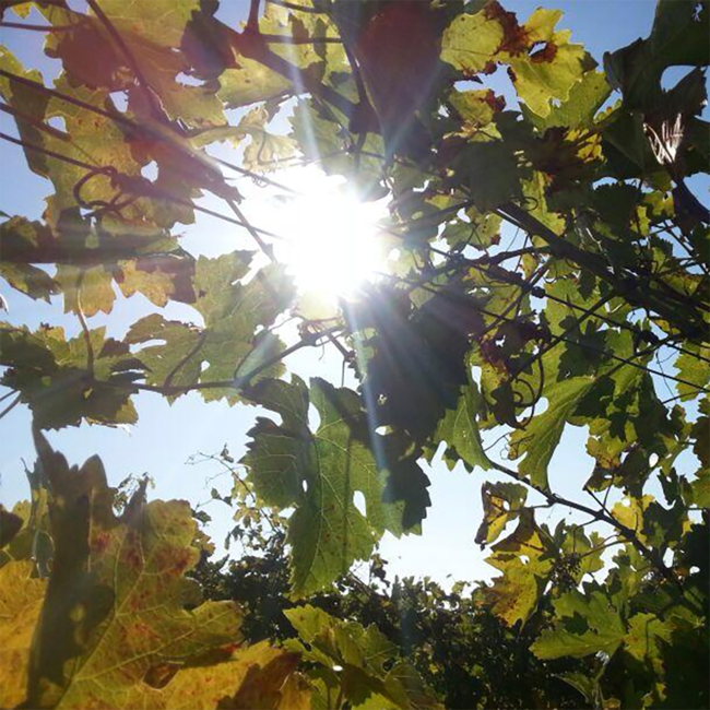 Grüner Veltliner Ried Schlossberg 1 ÖTW BIO 2023 0.75 l