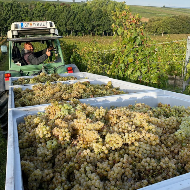 Chardonnay 2024 0.75 l