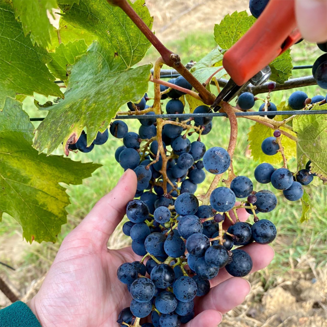 Blaufränkisch Hochberc 2021 0.75 l