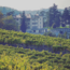 Monferrato Bianco D.O.C. “Armason” (Oaky Chardonnay) 2023 0.75 l