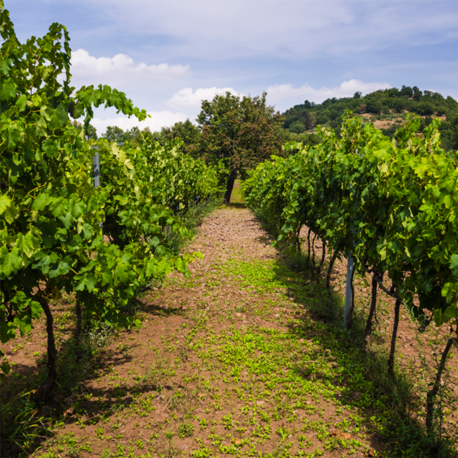 Idda Etna Bianco DOC 2024 0.75 l