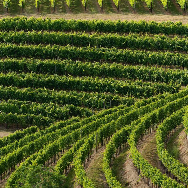 Biancosesto (FR/RG) DOP 2023 0.75 l