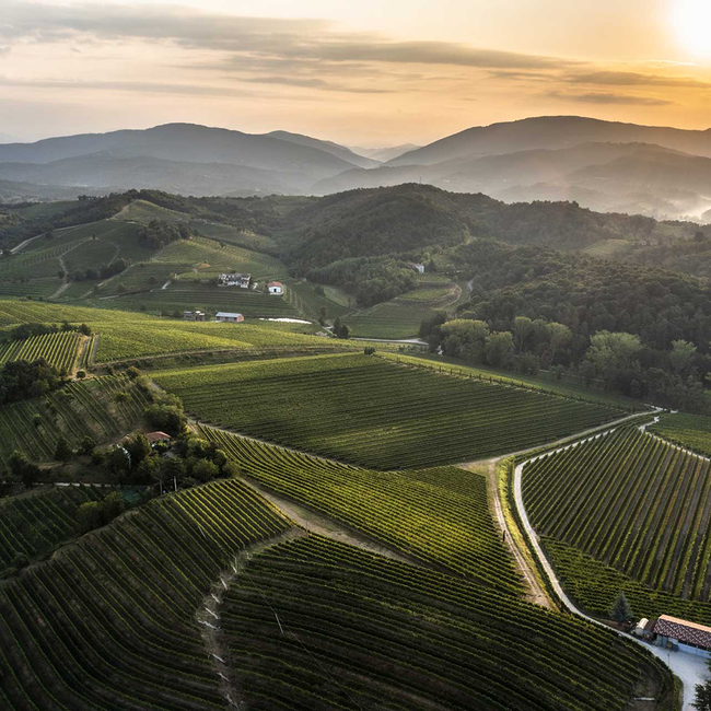 Friulano Friuli DOP 2024 0.75 l