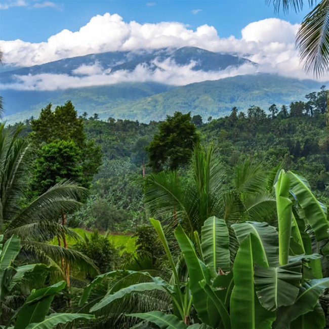 Don Papa Single Island Baroko Vibrantly Tropical Edition Rum Based Spirit 0.7 l 40% vol