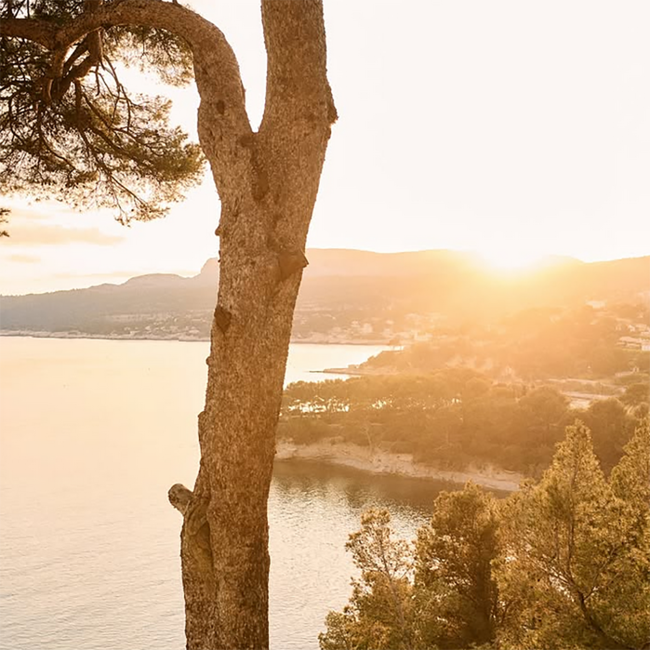 12/12 Pastis de Saint Tropez Set Petanque in Holzkiste  0.7 l 45 % vol