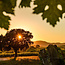 "Terra di Monteverro" Toscana IGT 2021 0.75 l