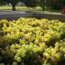 Riesling Wagramschotter 2024 0.75 l