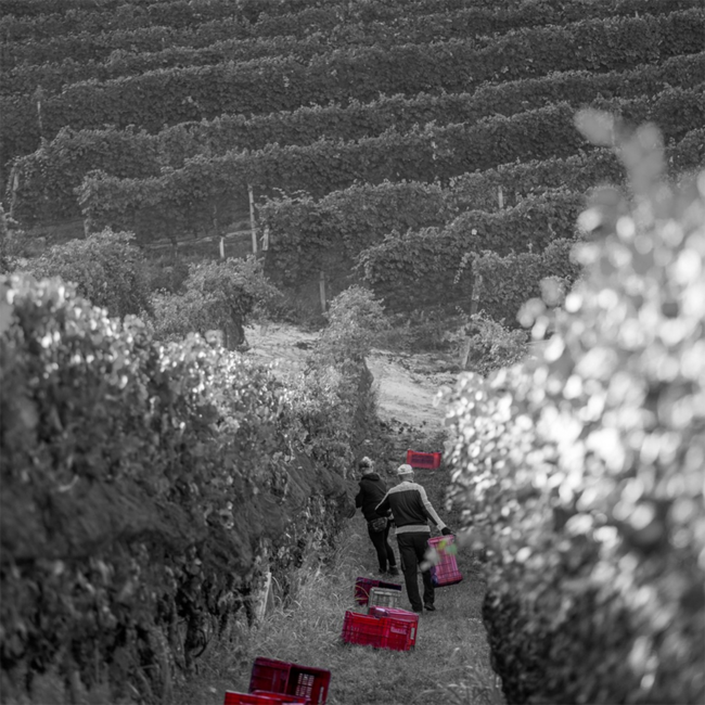 Barolo Bussia DOCG 2020 Magnum 1.5 l