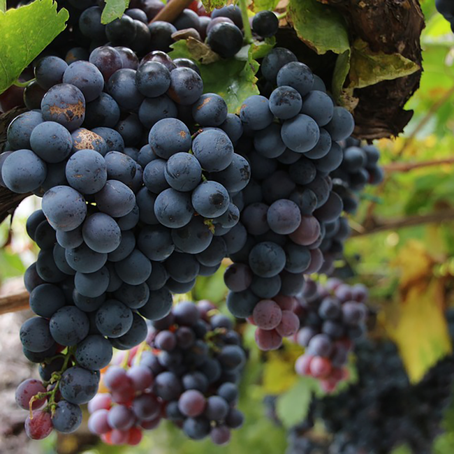 Negroamaro Terre di Chieti IGP Lunatico 2023 0.75 l