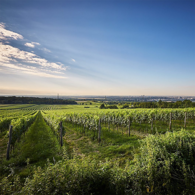 Wieninger Wiener Gemischter Satz DAC Ried Ulm Nussberg 1ÖTW Bio 2023 0,75 l
