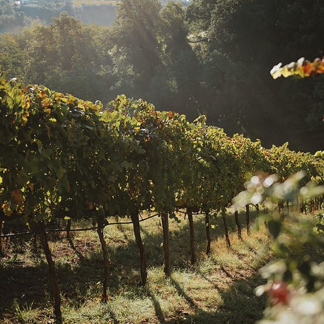 Edizione Cinque Autoctoni N°23 0.75 l