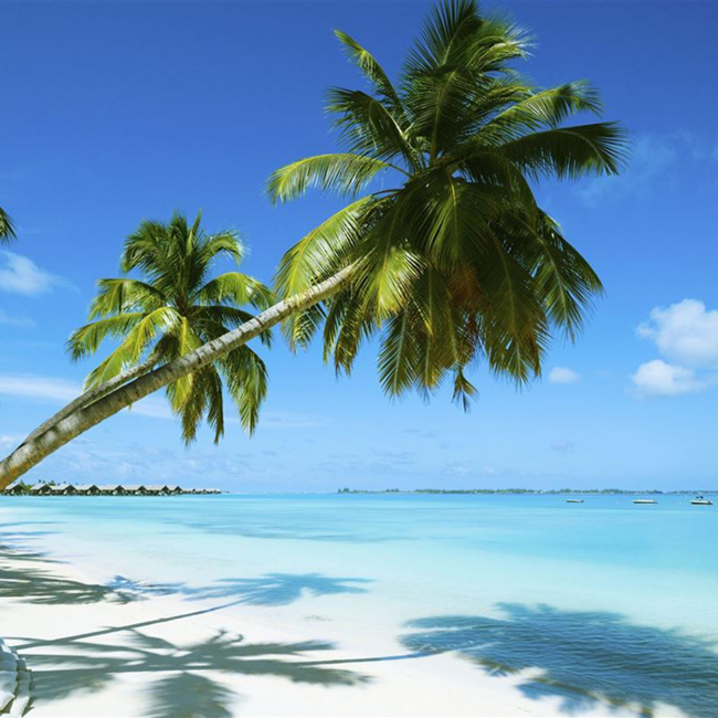 Lazy Dodo Pineapple & Vanilla with Mauritius Rum 0.7 l 35% vol