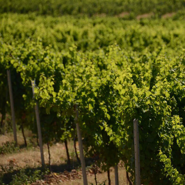 Rioja Crianza 2021 0.75 l