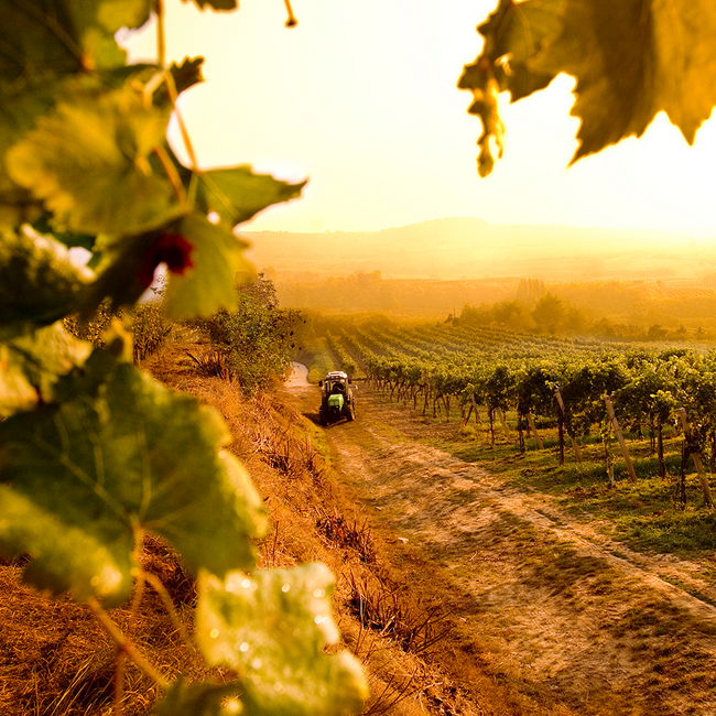 Grüner Veltliner White Dreams Kamptal DAC 2025 0.75 l