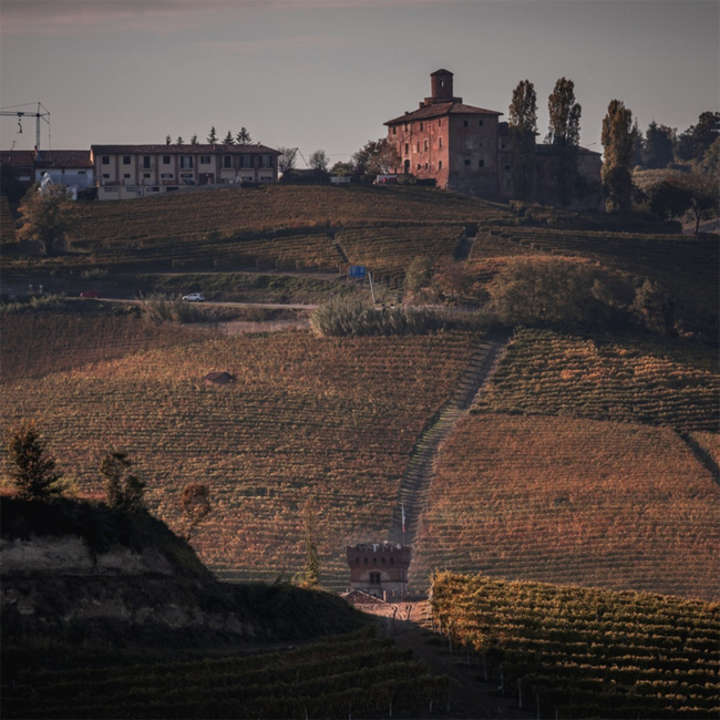 Barbera d'Alba DOC 2024 0.75 l