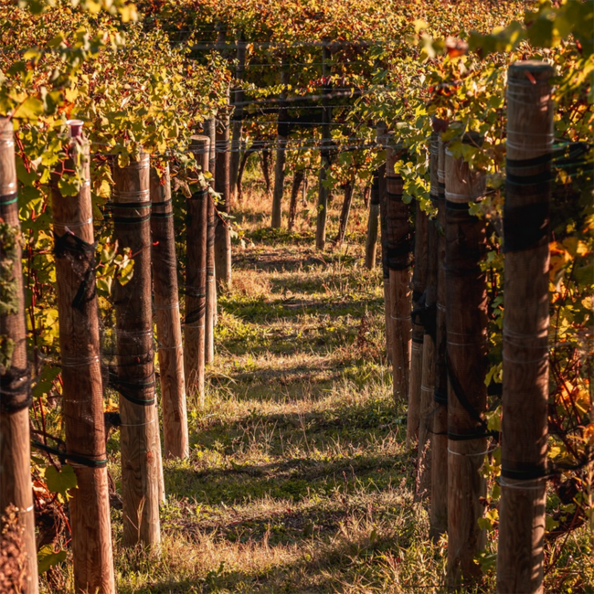 Barbera d'Alba DOC 2024 0.75 l