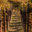 Barbera d'Alba DOC 2024 0.75 l