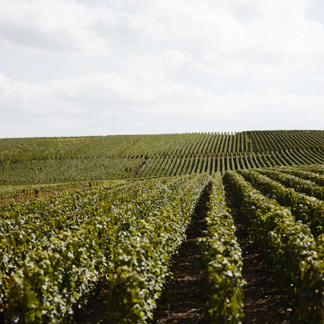 Champagner Millésimé 2016 0.75 l 12% vol