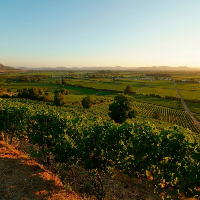 Cabernet Sauvignon - Carmenere Limited Selection 2021 0.75 l