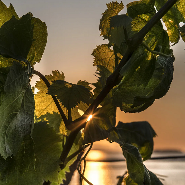 Uncle Joseph Marsala Rubino Dolce 2016 0.75 l 18 % vol