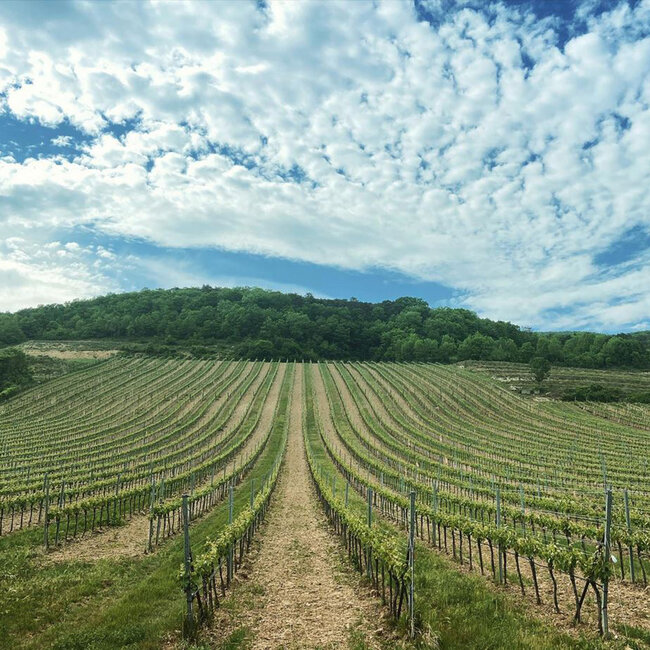 Pinot Noir Ried Holzspur BIO 2020 0.75 l