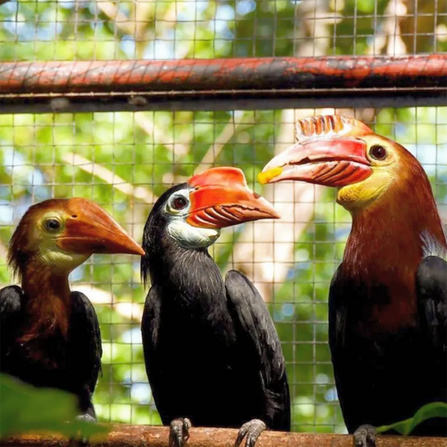 Don Papa Small Batch Rum Flora & Fauna Limited Edition 0.7 l 40% vol