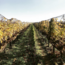 Traminer Auslese 2022 0.375 l