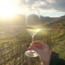 Grüner Veltliner Federspiel Terrassen Wachau DAC 2025 0.75 l
