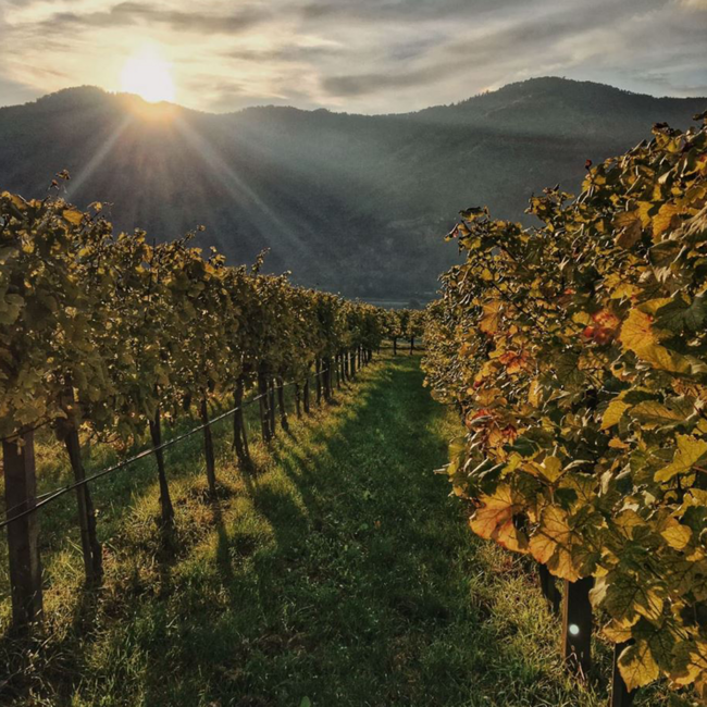 Grüner Veltliner Federspiel Terrassen Wachau DAC 2025 0.75 l