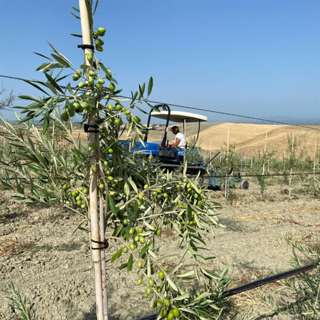 Natives Olivenöl extra IGP (500 ml)