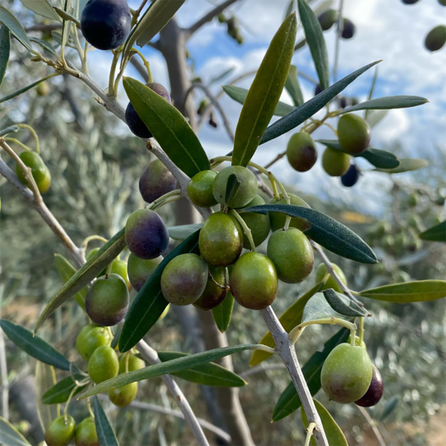 Natives Olivenöl extra IGP (500 ml)