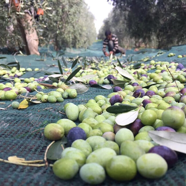 Natives Olivenöl extra IGP (500 ml)