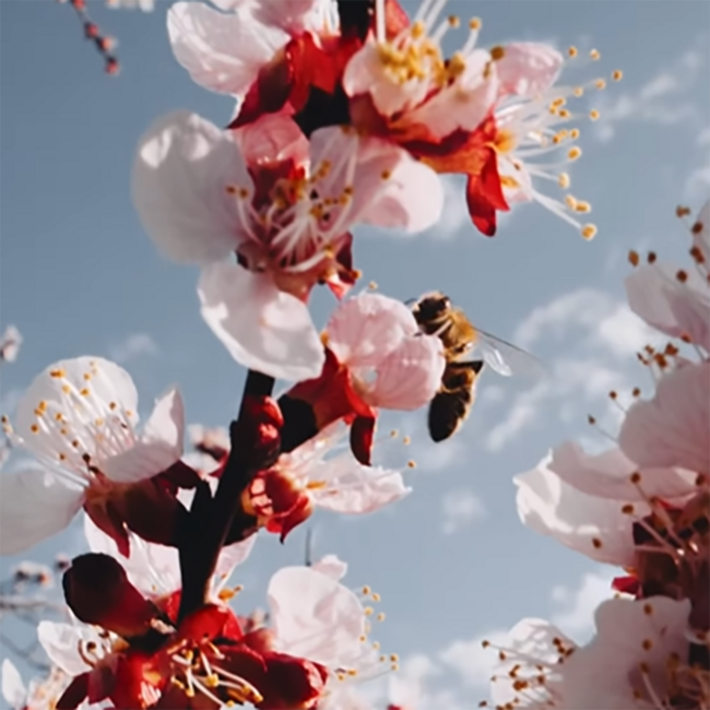 Rosalie Rose 2024 0.75 l