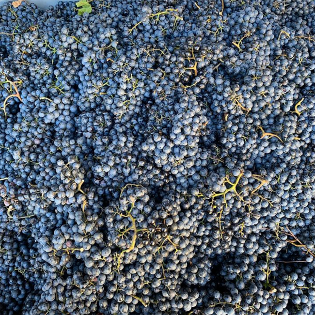 Genesis (ZW/ME) Carnuntum DAC 2023 0.75 l