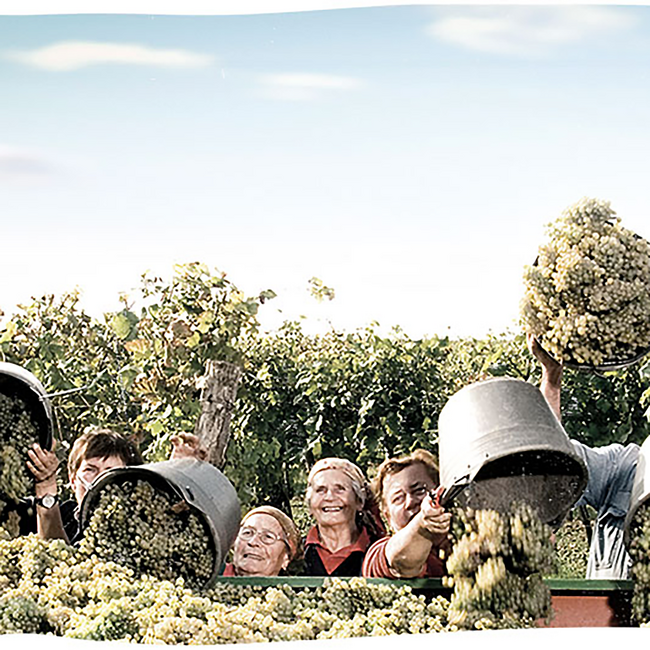 Sauvignon Blanc Anno Dazumal 2022 0.75 l