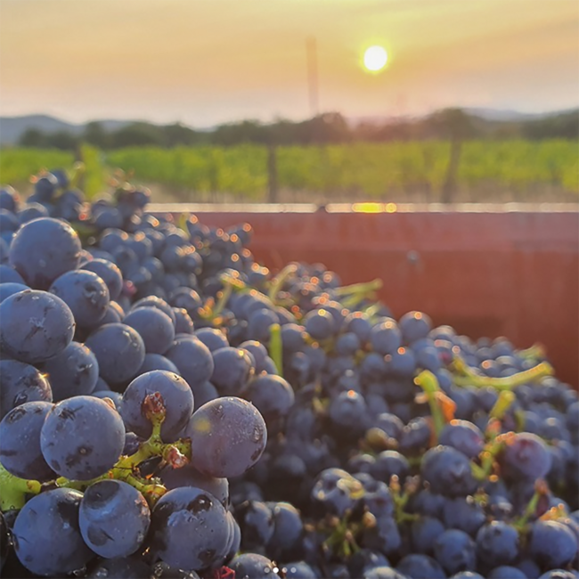 Vicomte Edmond H. de Coussergue Pinot Noir Pays d'Oc IGP 2022 0.75l