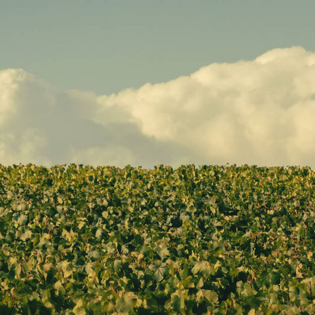 Rose Champagner 0.75 l 12% vol