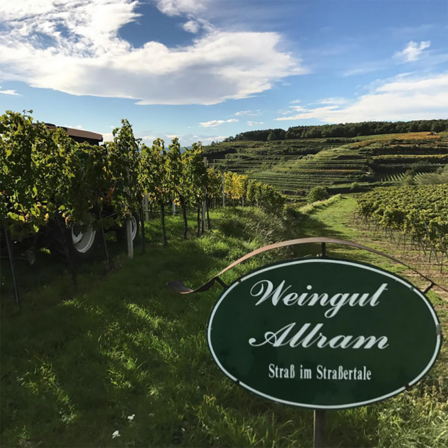 Weißburgunder Papageno 2025 0.75 l