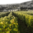 Sancerre "Le Rochoy" AOP 2024 0.75 l