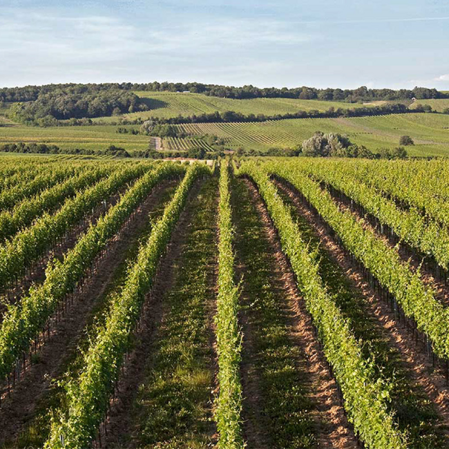 Pinot Noir Reserve 2023 0.75 l