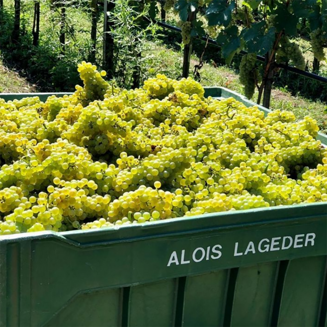 Chardonnay Alto Adige DOC 2025 0.75 l