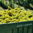 Chardonnay Alto Adige DOC 2025 0.75 l