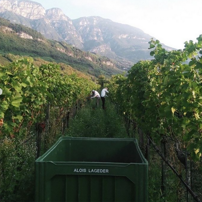 Chardonnay Alto Adige DOC 2025 0.75 l