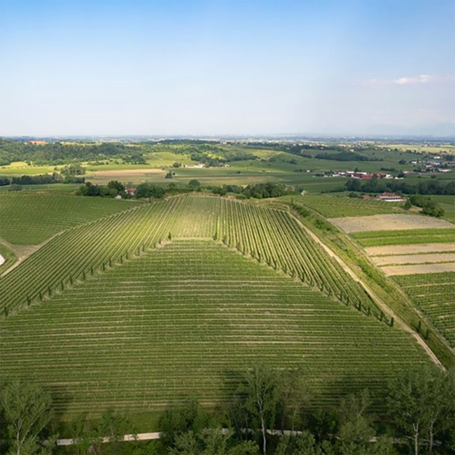 Sauvignon Friuli Colli Orientali DOP 2025  0.75 l