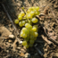 Sauvignon Friuli Colli Orientali DOP 2025  0.75 l
