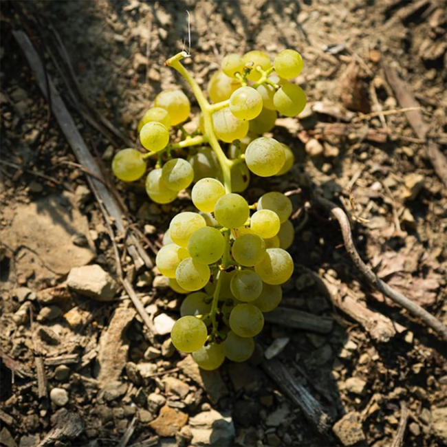 Friulano Friuli DOP 2025 0.75 l