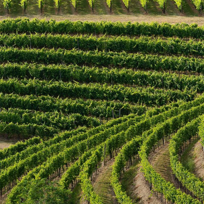 Biancosesto (FR/RG) DOP 2024 0.75 l