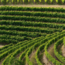 Biancosesto (FR/RG) DOP 2024 0.75 l